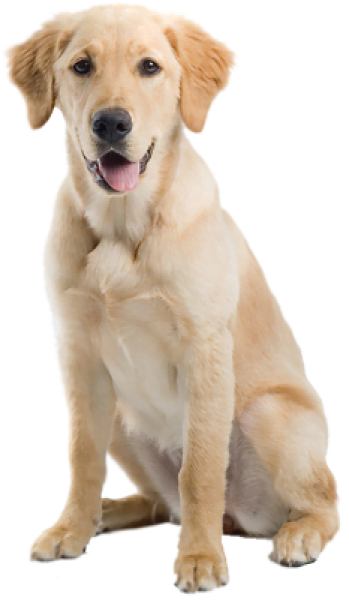 pngimg.com - labrador_retriever_PNG11